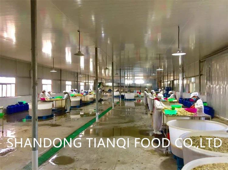 White mushroom in brine in drum factory White mushroom in brine in drum factory