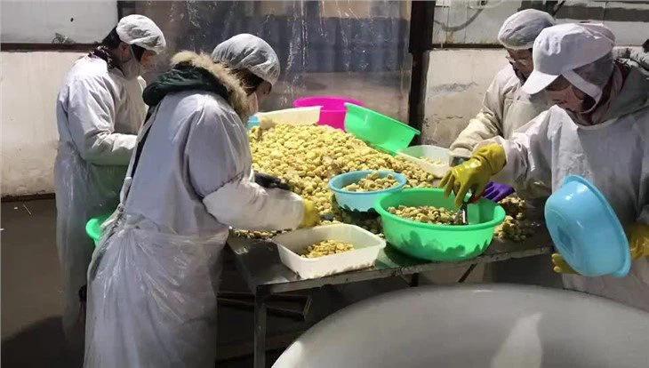 White mushroom in drums