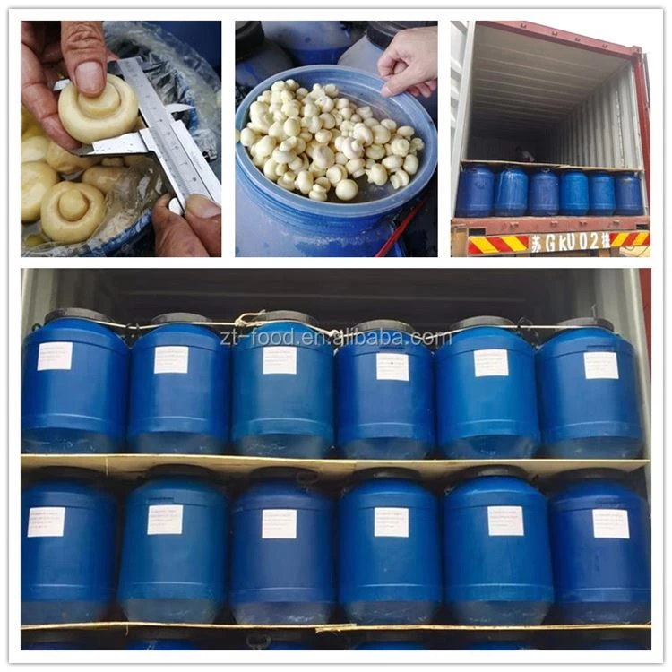 Salted white mushroom in drums factory