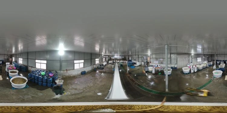 mushroom in brine in drums factory tianqi