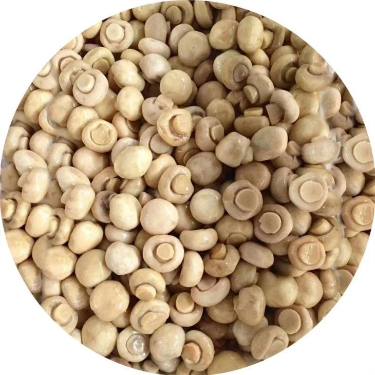 Preserved mushroom in salted water in drums