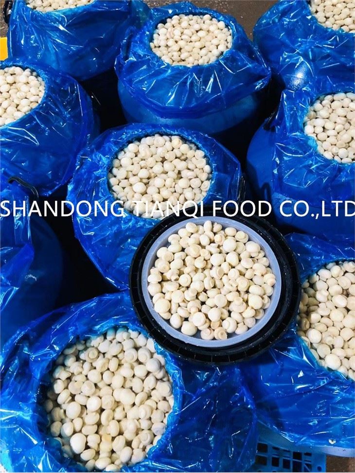 Fresh High Quality Mushroom in Brine in Plastic Drums